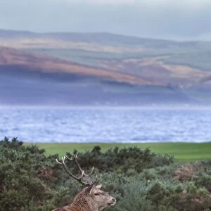 Red deer stag (Cervus elaphus), Isle of Arran, Scotland, United Kingdom, Europe