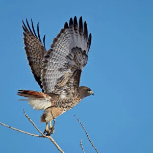 Red-tailed hawk (Buteo jamaicensis) taking off, Bosque del Apache National Wildlife Refuge