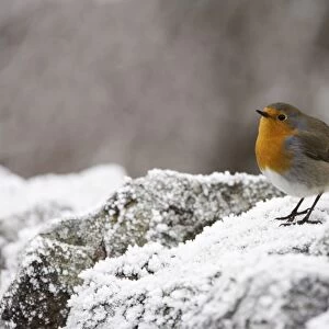 Robin (Erithacus rubecula) on frosty wall in winter, Northumberland, England