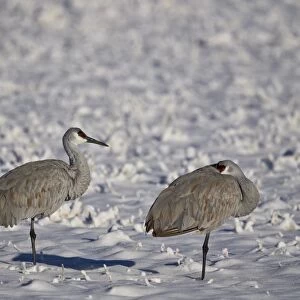 Two sandhill crane (Grus Canadensis) in the snow, Bosque del Apache National Wildlife Refuge