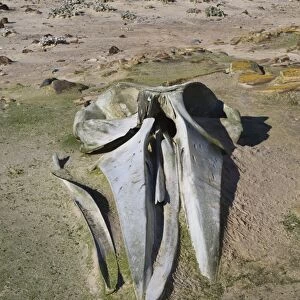Sei whale (Balaenoptera borealis) skull, the Neck, Saunders Island, Falkland Islands, South America