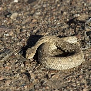 Sidewinder snake (Peringueys adder) (Bitis peringueyi), Skeleton Coast National Park, Namibia, Africa