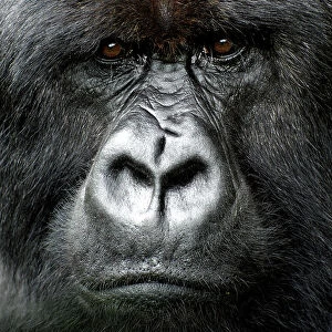 Silverback gorilla looking intensely, in the Volcanoes National Park, Rwanda, Africa