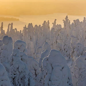 Snow covered trees (Tykky), at sunrise, Ruka, Kuusamo, Finland, Europe