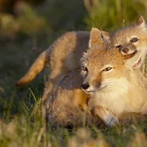 Swift fox (Vulpes velox) kit biting its mothers ear, Pawnee National Grassland