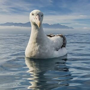 Wandering albatross (Diomedea exulans) in calm seas off Kaikoura, South Island, New Zealand, Pacific