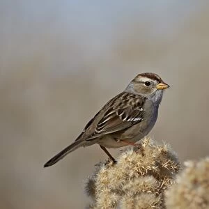 White-Crowned Sparrow (Zonotrichia leucophrys), Pahranagat National Wildlife Refuge, Nevada, United States of America, North America