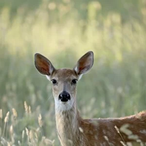 Whitetail deer (Odocoileus virginianus) doe, Devils Tower National Monument