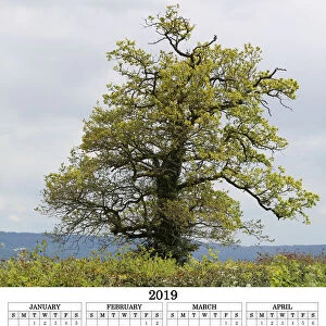 Tree calendar 2019 poster