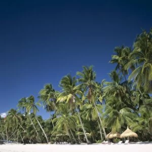 Boracay Beach / Palm Trees & Sand, Boracay Island, Philippines