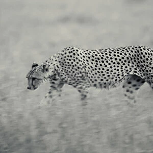 Cheetah walking late in evening in grass, Serengeti Grumeti Reserve