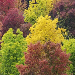 Some colorful trees textures taken near Asciano, in the heart of the Siena countryside (Crete Senesi). Tuscany, Italy