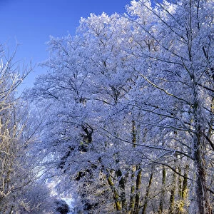 Country Lane in Hoar Frost, Surlingham, Norfolk, England