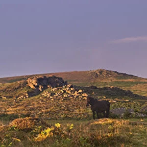 Dartmoor Ponies shelter beside a granite outcrop near Saddle Tor, Dartmoor National Park