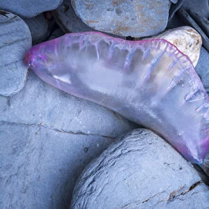 Dead Portuguese Man of War (Physalia physalis) siphonophore washed up on the rocky shore