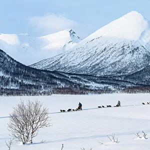 Dog sleds crossing the frozen snowy landscape in winter, Lyngen Alps, Tromso, Troms og Finnmark, Norway