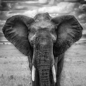 Elephant in the msai mara, Kenya