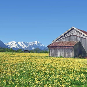 Farm barn on dandelion meadow - Germany, Bavaria, Upper Bavaria, Garmisch-Partenkirchen