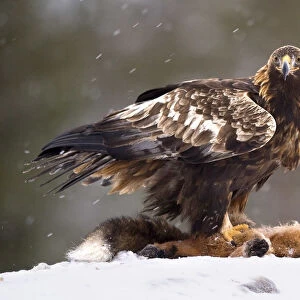 Finland, Golden Eagle on dead Red Fox in Utajarvi