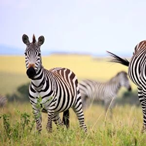 Grevy zebra (Equus grevyi), Msai Mara National Reserve, Kenya
