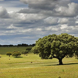 Holm oaks in the vast plains of Alentejo. Portugal