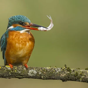 kingfisher on the perch with fish in its beak