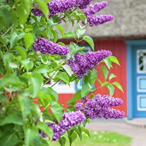 Lilac bush in front of a beautiful, old thatched roof house in Born am Darss, Mecklenburg-Western Pomerania, Baltic Sea, Northern Germany, Germany