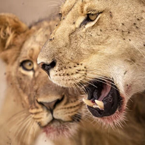 Lion cub and mother, Kalahari Desert, Botswana