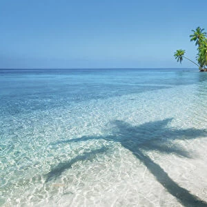 Palm trees and tropical beach - Maldives, Nord Nilandhe Atoll, Filitheyo