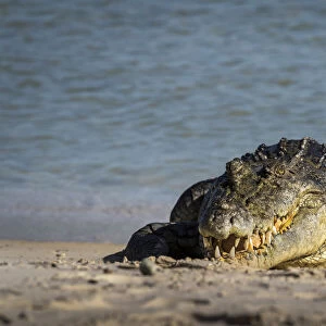 Saltwater crocodile (Crocodylus porosus) on beach, Gove Peninsula, Arnhem Land