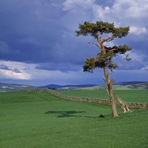Scots Pine near Peebles