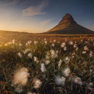 Snaefellsjokull Volcano, Iceland with bog cotton in the foreground Iceland
