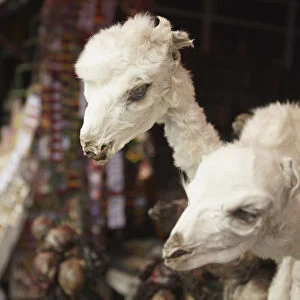Stuffed baby llamas in Witches Market, La Paz, Bolivia