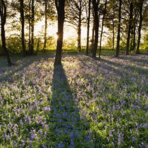 Sunlight Across Bluebell Wood, Norfolk, England