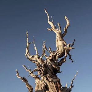 USA, Inyo County, Eastern Sierra, California, The Ancient Bristlecone Pine Forest is a