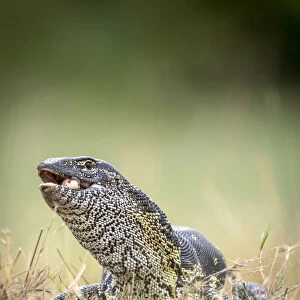 Water Monitor Lizard with egg, Moremi Game Reserve, Okavango Delta, Botswana