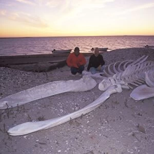 Adult California Gray Whale (Eschrichtius robustus) skeleton on the beach in San Ignacio Lagoon, Baja, Mexico (Restricted Resolution - pls contact