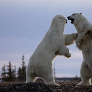 Adult male Polar Bears (Ursus maritimus) in ritualistic fighting stance (injuries are rare) near Churchill, Manitoba, Canada