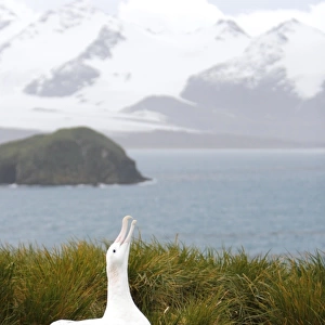 Adult wandering albatross (Diomedea exulans) exhibiting courtship behavior on Prion Island, which lies in the Bay of Isles towards the west end of South Georgia Island in the Southern Atlantic Ocean