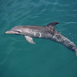 Bottlenose dolphin (Tursiops truncatus) on surface. Showing fins and blowhole. USA