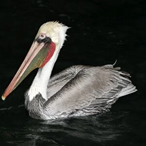 Brown Pelican (Pelecanus occidentalis) in the lower Gulf of California (Sea of Cortez), Mexico