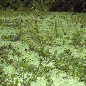 Common water hyacinth, Eichhornia sp. Mamiraua sustainable development reserve, Amazonas, Brazil