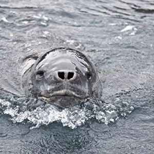 The Leopard seal (Hydrurga leptonyx) is the second largest species of seal in the Antarctic (after the Southern Elephant Seal), and is near the top of the Antarctic food chain. It can live twenty-six years, possibly more. Orcas are the only natural