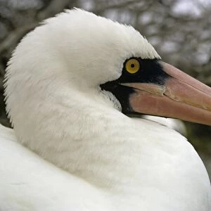 Nazca (white) booby head side on. (Sula granti). Punta Suarez, Espa ola Island, Galapagos, Ecuador