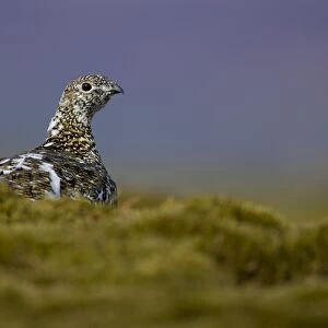 Ptarmigan (Lagopus mutus) female sitting hidden in long grass, in summer and winter plumage. Highlands, Scotland