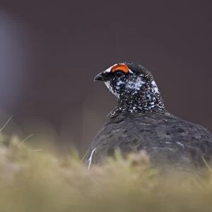 Ptarmigan (Lagopus mutus) male sitting hidden in long grass, in summer and winter plumage. Highlands, Scotland