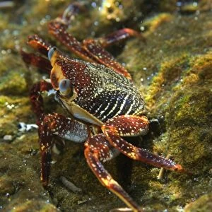Red rock crab, Grapsus grapsus, St. Peter and St. Pauls rocks, Brazil, Atlantic Ocean