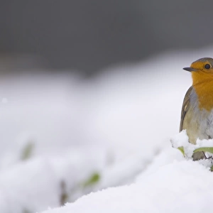 Robin (Erithacus rubecula) perched on a leaf covered in snow. highlands, Scotland, UK