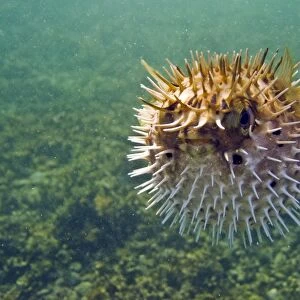 A young balloonfish (Diodon holocanthus) puffed up in a state of agitation on Isla Monseratte in the lower Gulf of California (Sea of Cortez), Baja California Sur