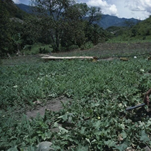 ECUADOR, Loja Men using small scale irrigation system on water melon crop